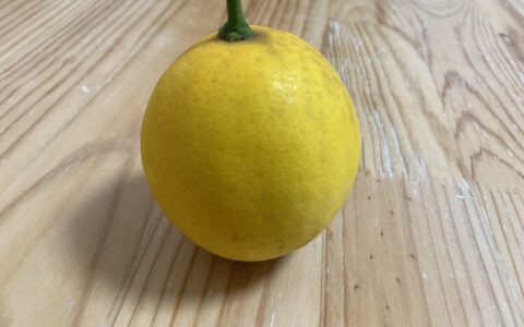 レモンをいただきました🍋