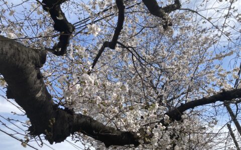 2025年4月の営業スケジュール