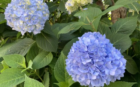 2025年6月の営業スケジュール