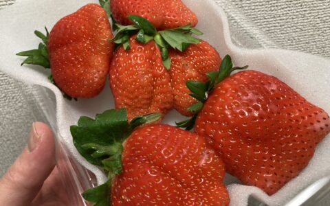 いちごの優れた栄養素🍓【国分寺のパーソナルジム | Studio LiM】