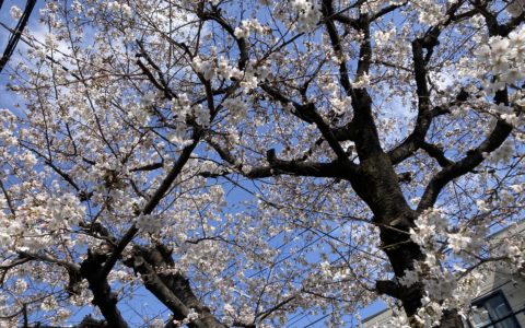 桜が綺麗な季節🌸